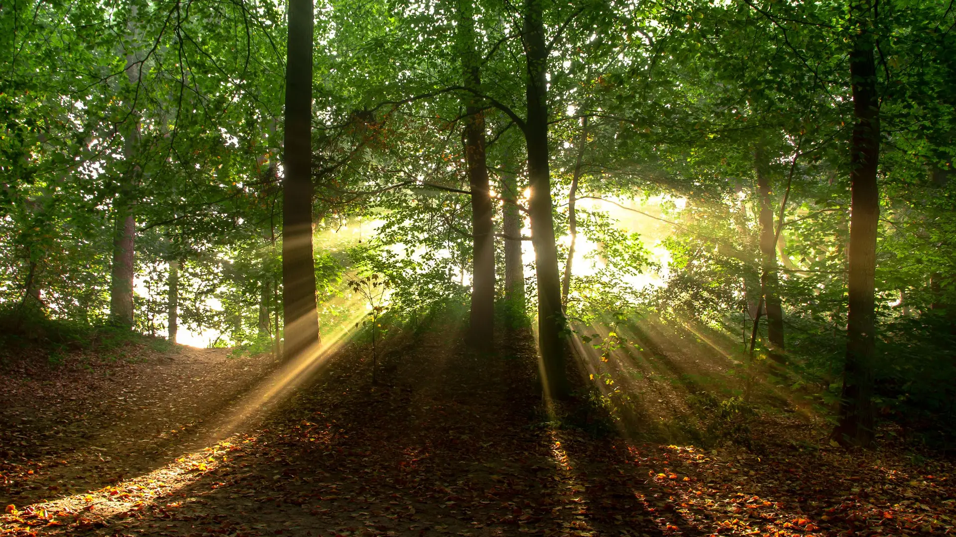Sonnenstrahlen fallen durch einen Wald
